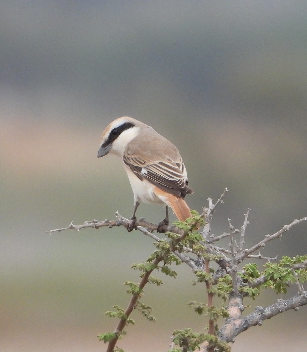 Red-tailed Shrike - ML617266322