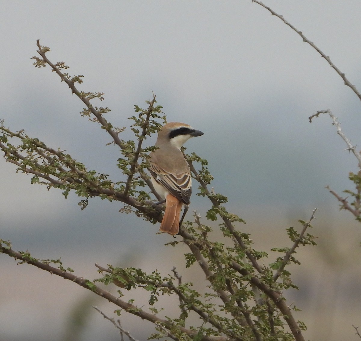 Red-tailed Shrike - ML617266323