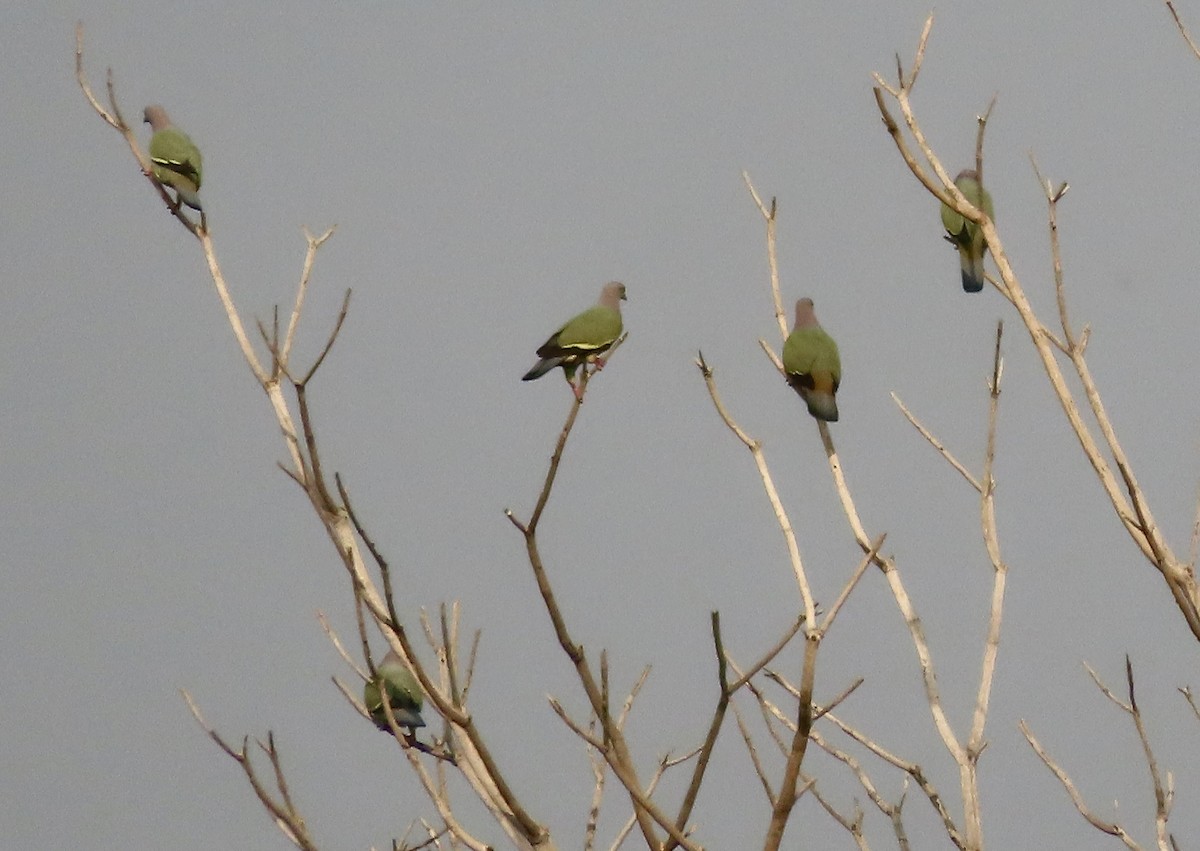 Pink-necked Green-Pigeon - John Dennehy