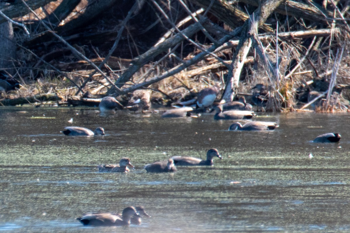 Gadwall - ML617266346