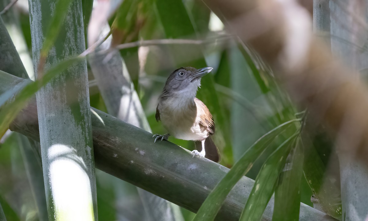 Palawan Babbler - ML617266350