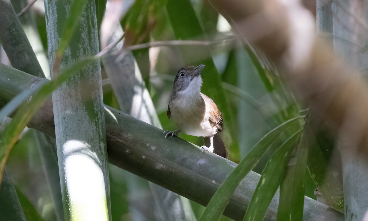 Palawan Babbler - ML617266352