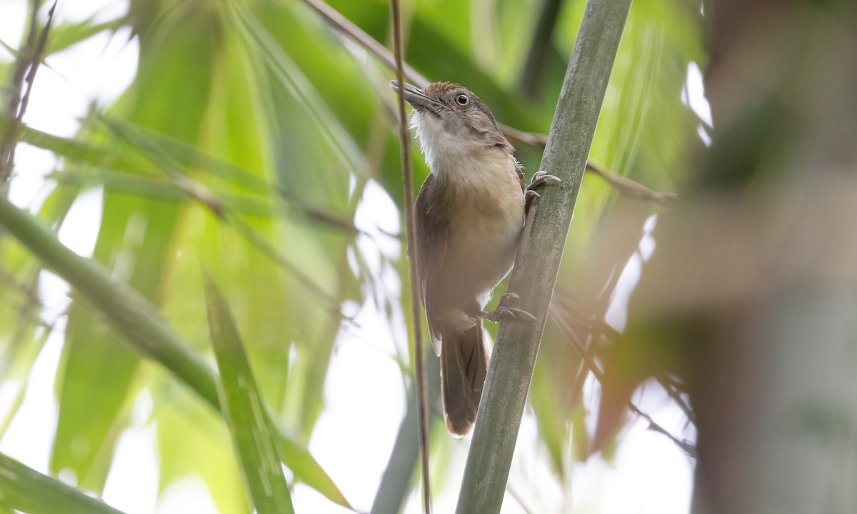 Palawan Babbler - ML617266355