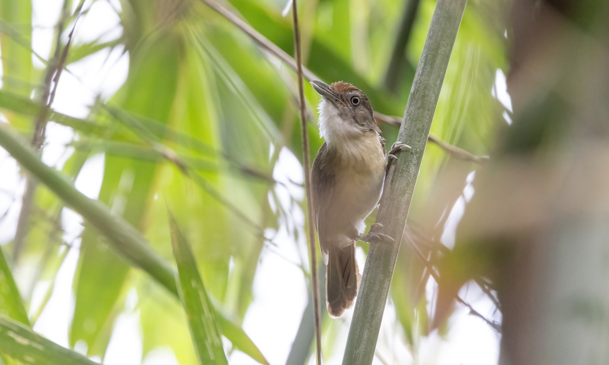 Palawan Babbler - ML617266356