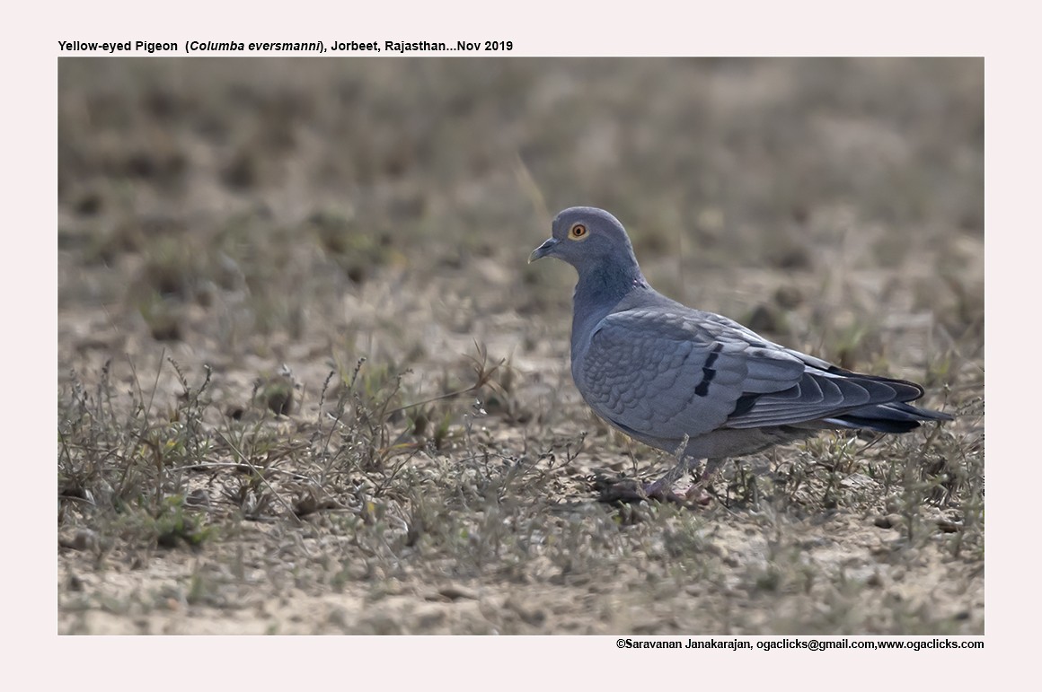 Yellow-eyed Pigeon - ML617266375