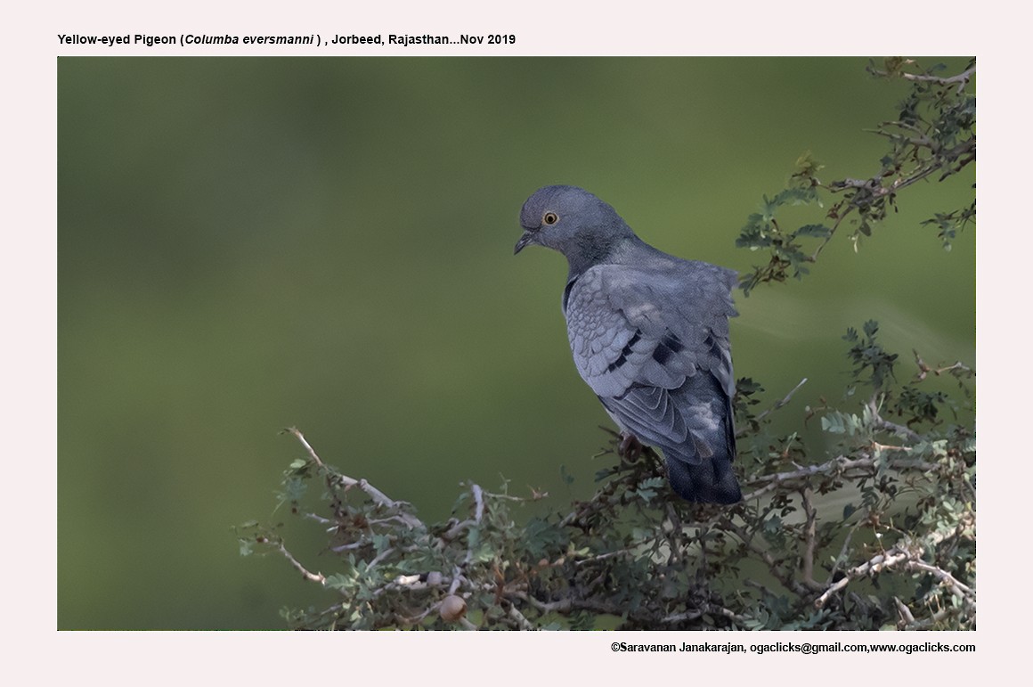 Yellow-eyed Pigeon - ML617266376