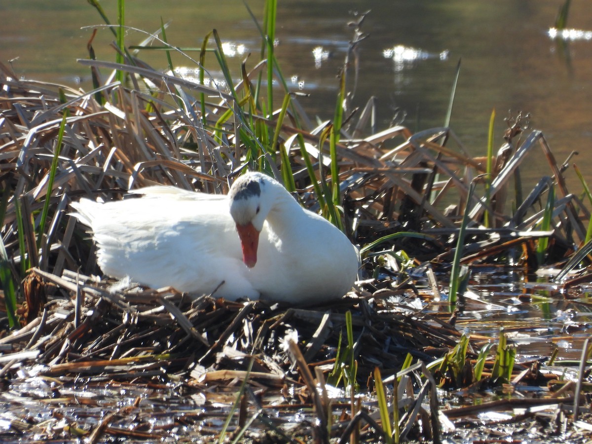 Graylag Goose (Domestic type) - ML617266395