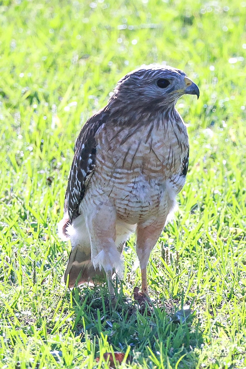 Red-shouldered Hawk - ML617266427