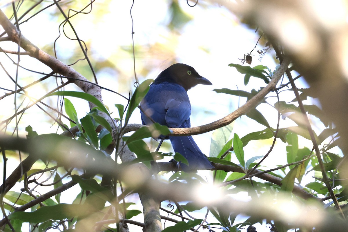 Bushy-crested Jay - ML617266429