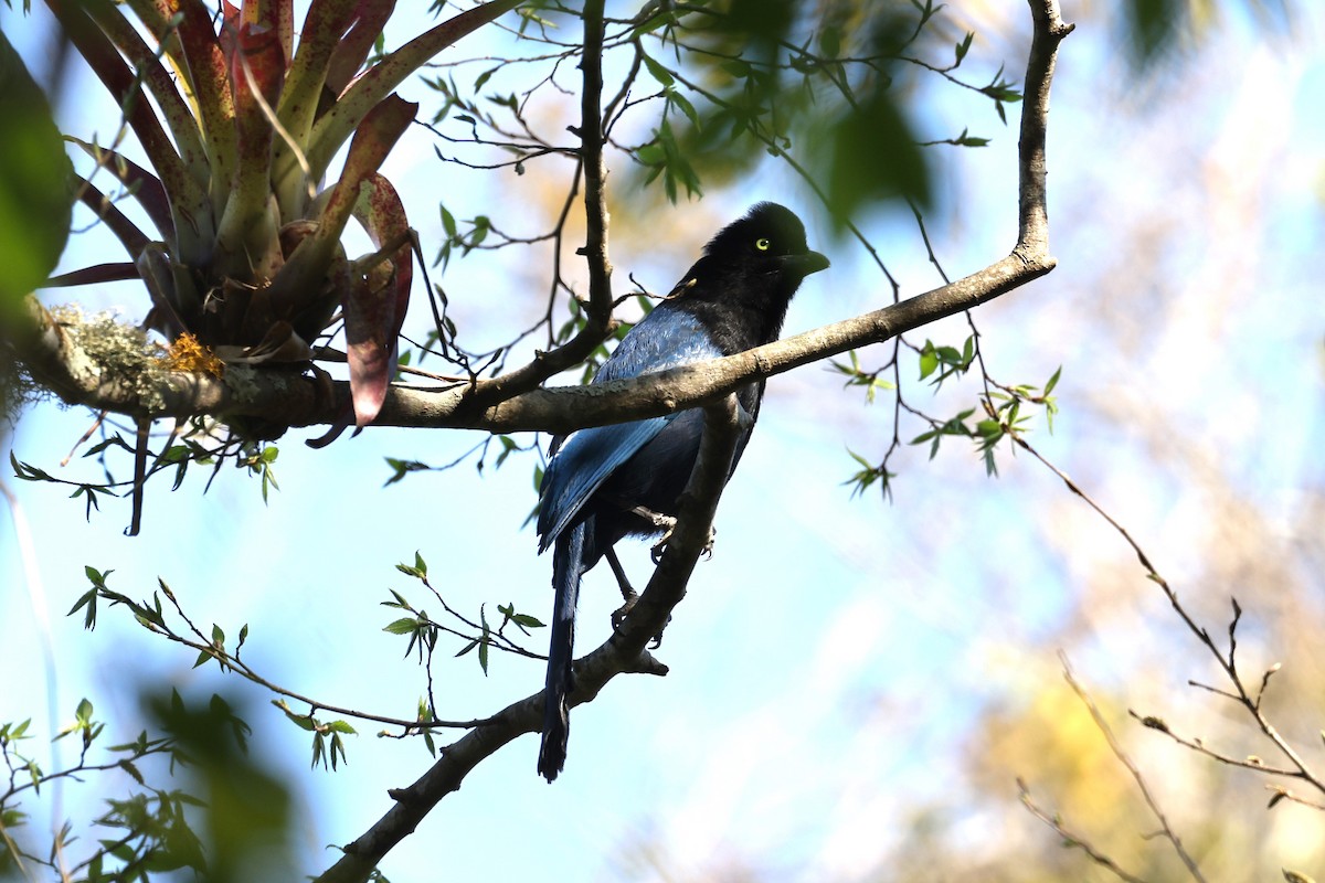 Bushy-crested Jay - ML617266430