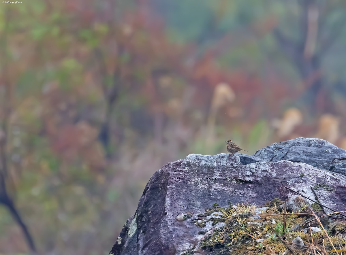 Rufous-breasted Accentor - ML617266431