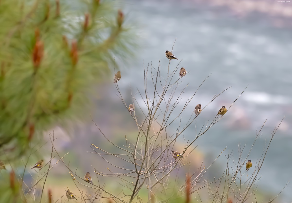 Black-headed Greenfinch - ML617266511