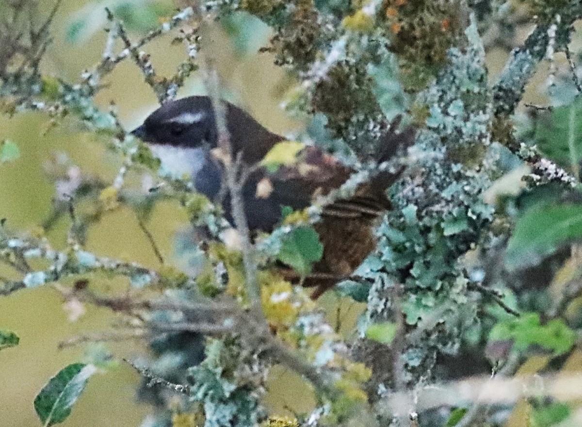 White-browed Tapaculo - ML617266547