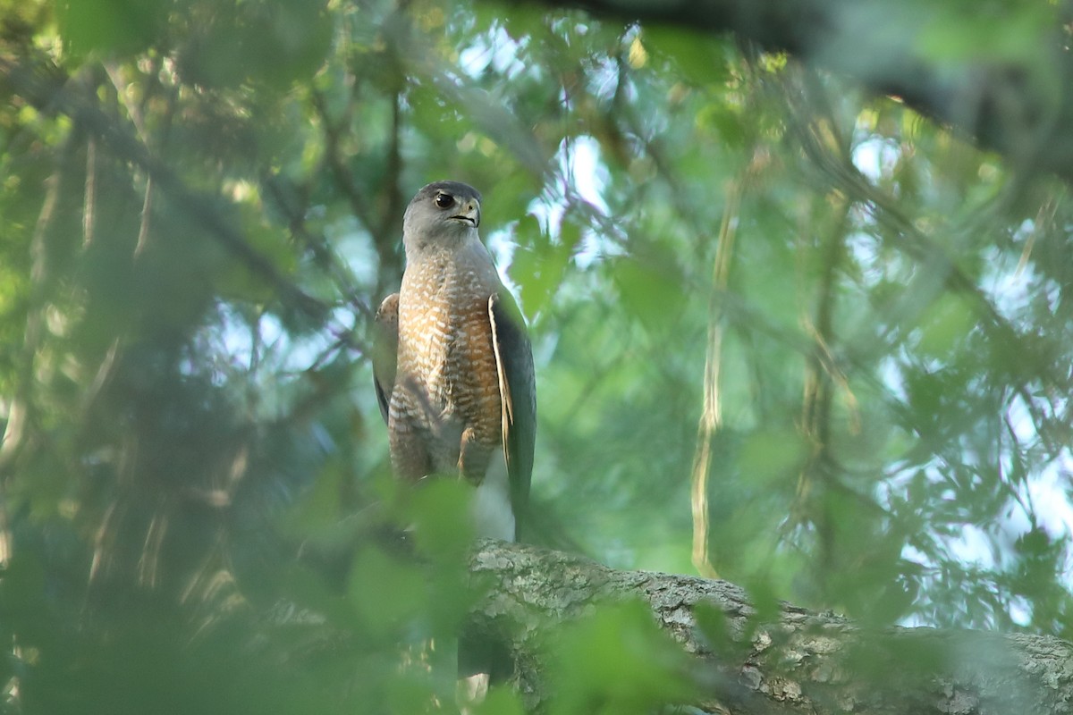 Cooper's Hawk - ML617266549