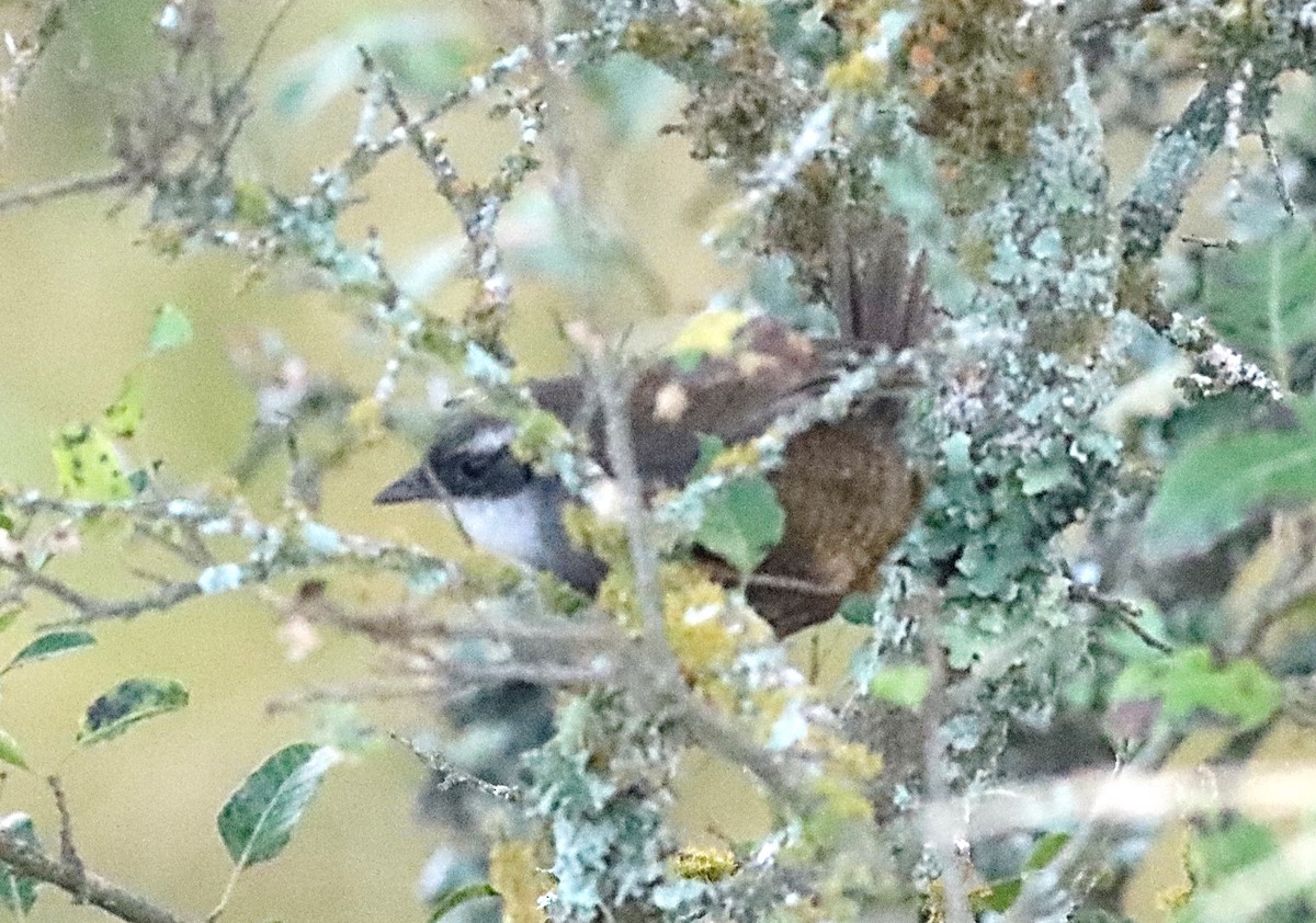 White-browed Tapaculo - ML617266551