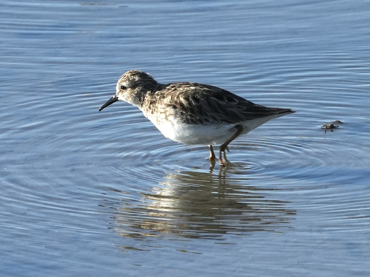 Least Sandpiper - ML617266634