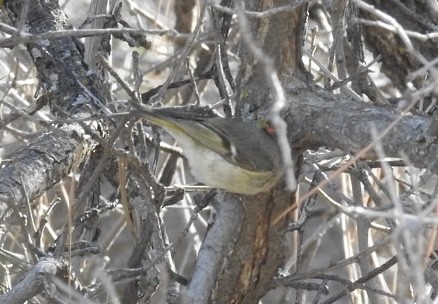 Ruby-crowned Kinglet - Mohini Rawool-Sullivan