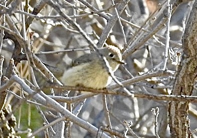 Ruby-crowned Kinglet - Mohini Rawool-Sullivan