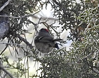 Ruby-crowned Kinglet - Mohini Rawool-Sullivan