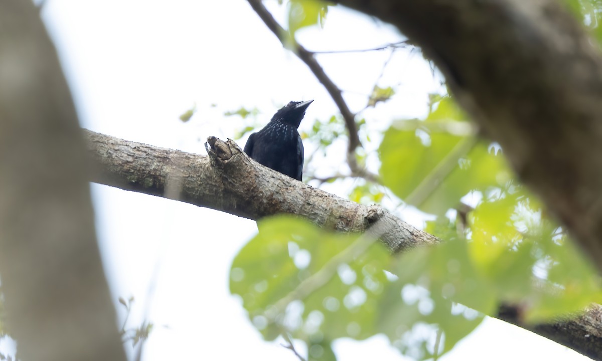 Palawan Drongo (Palawan) - ML617266643