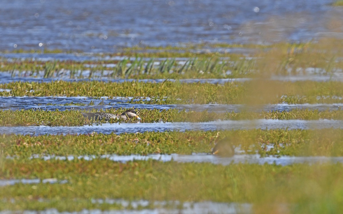 Alzavola argentata - ML617266672