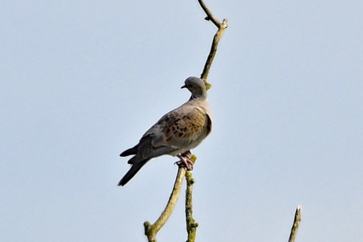 European Turtle-Dove - ML617266775