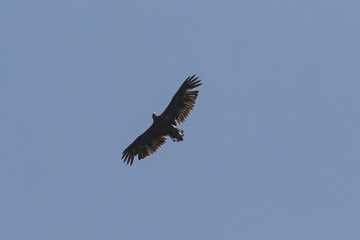 White-tailed Eagle - ML617266798