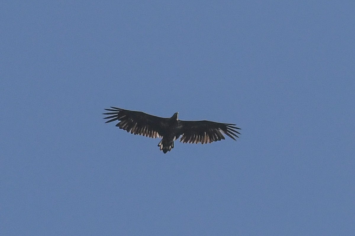 White-tailed Eagle - ML617266805