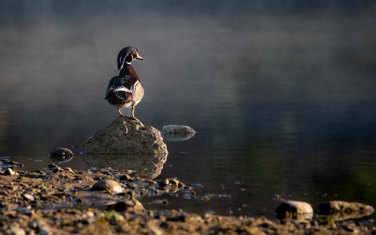 Wood Duck - ML617266806