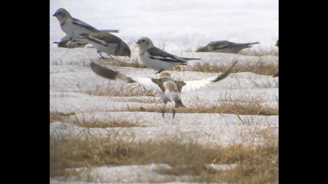 Snow Bunting - Bruno Drolet