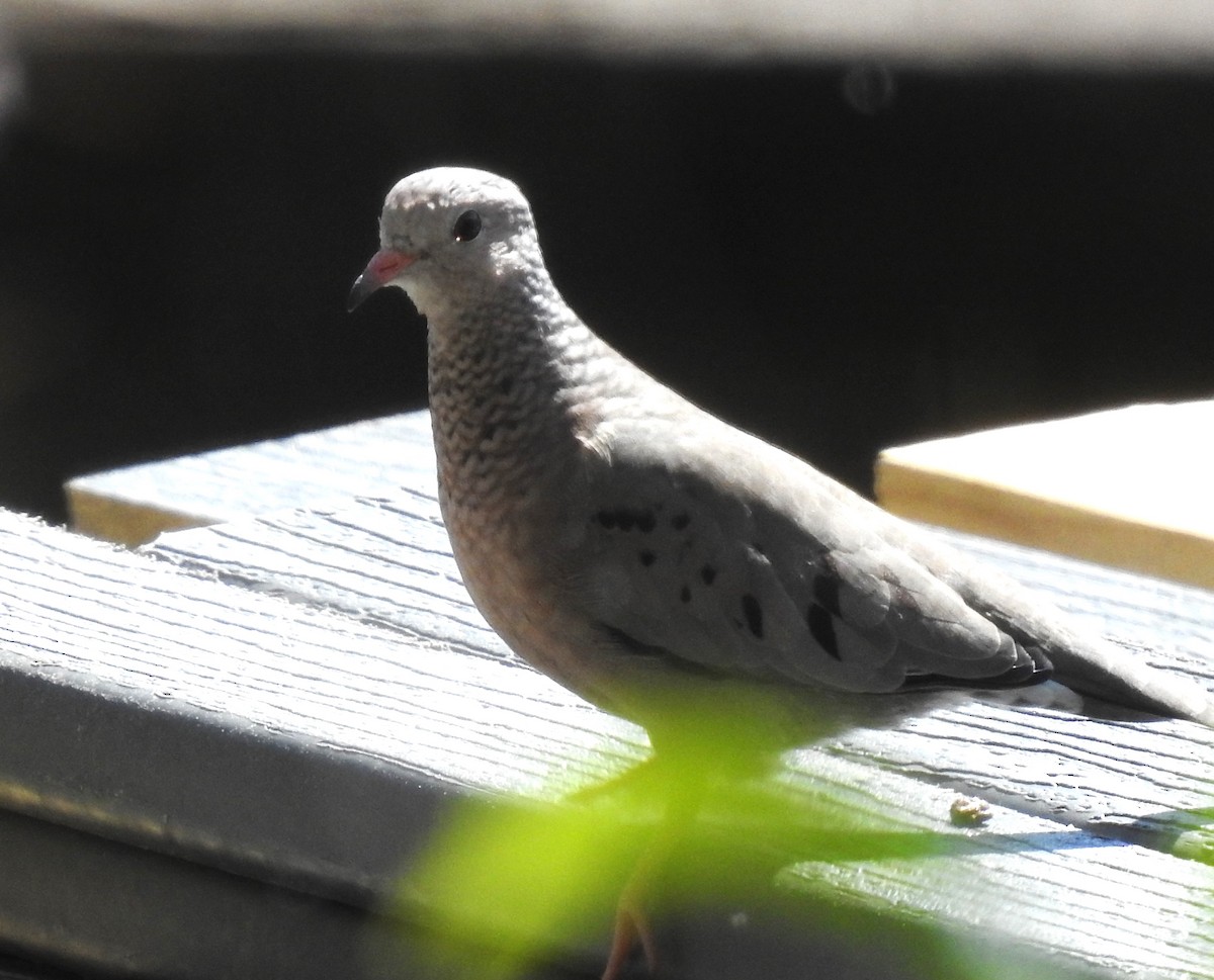 Common Ground Dove - ML617266841