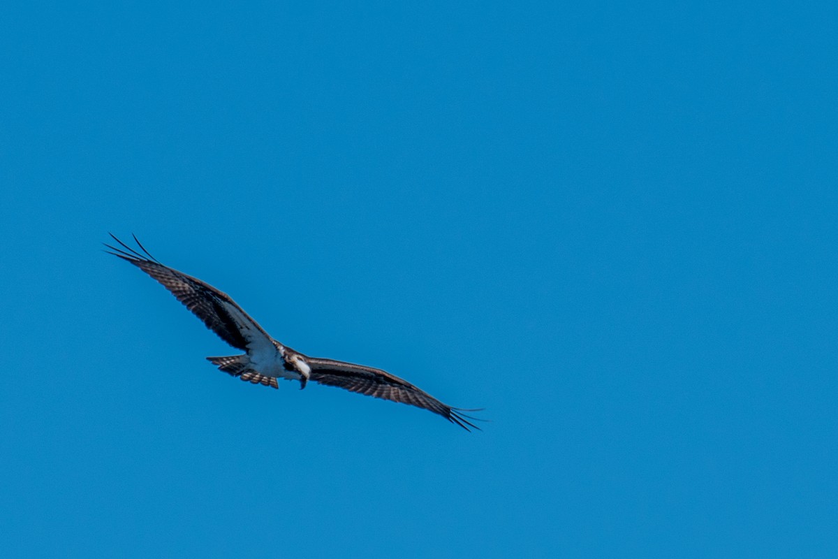 Águila Pescadora - ML617266862