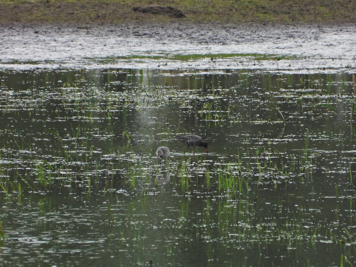 Spotted Redshank - ML617266939