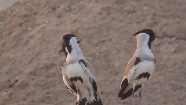 River Lapwing - ML617266969