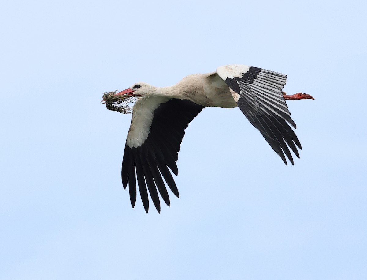 White Stork - ML617267003