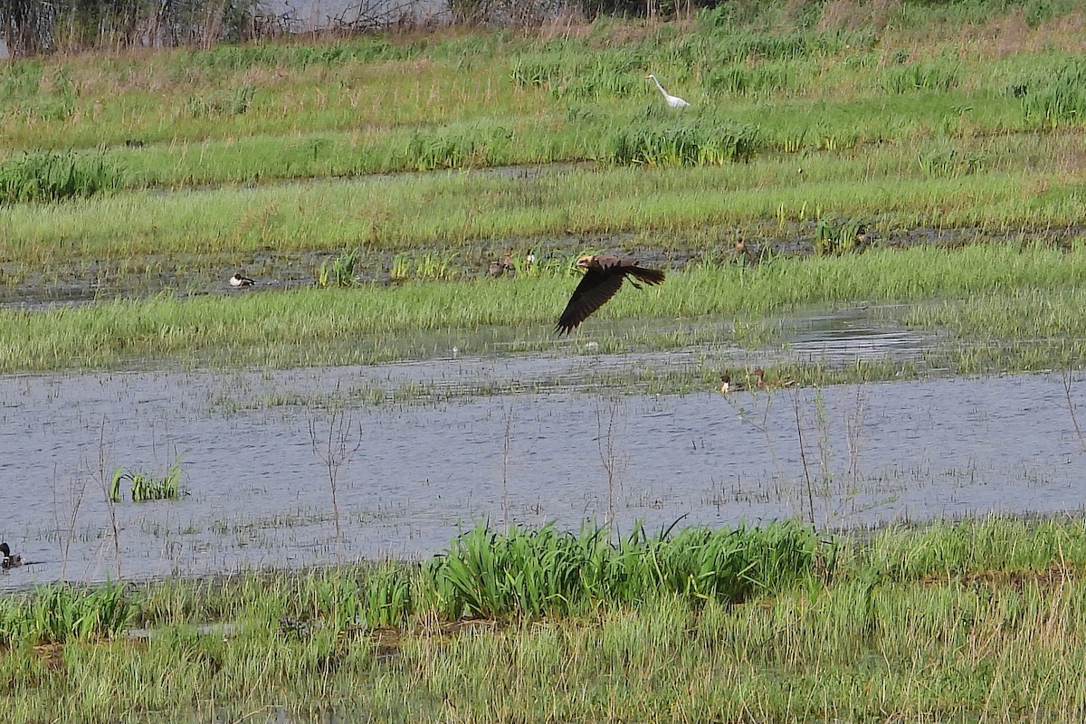 Western Marsh Harrier - ML617267004