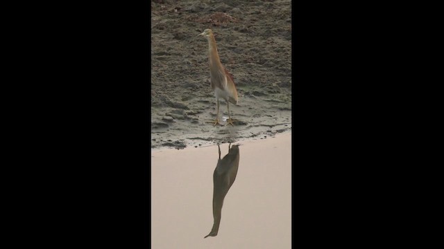 Indian Pond-Heron - ML617267005