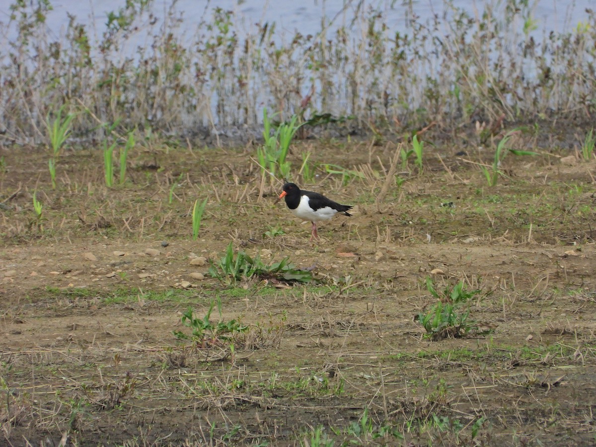 Eurasian Oystercatcher - ML617267023