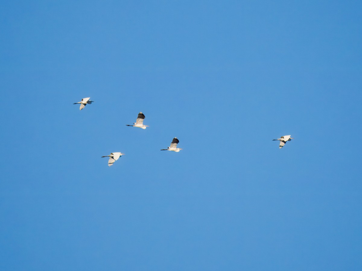 Great Egret - ML617267024