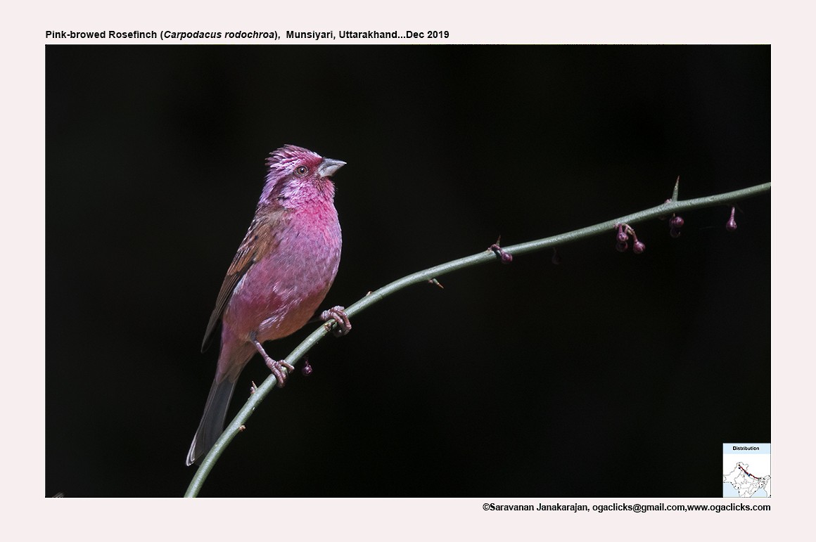 Pink-browed Rosefinch - Saravanan Janakarajan
