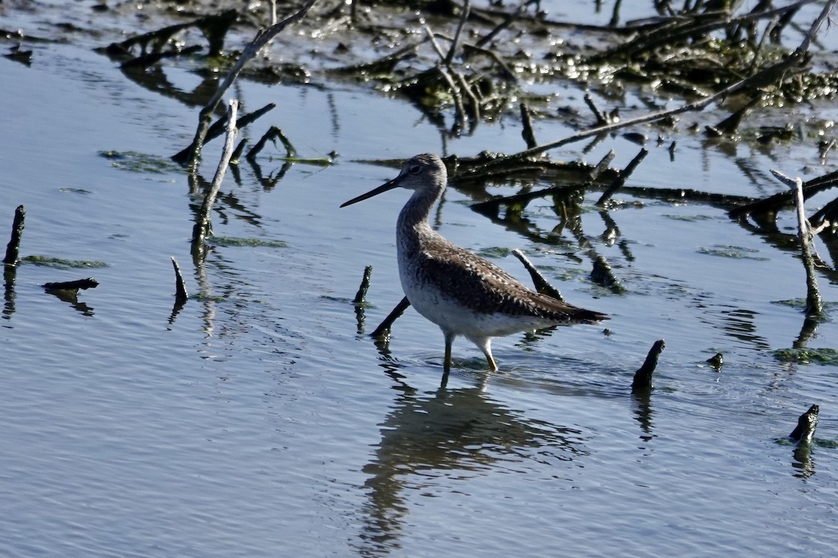 Greater Yellowlegs - ML617267100