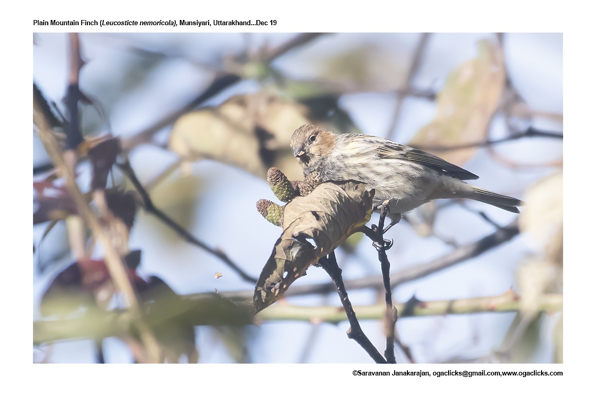 Plain Mountain Finch - ML617267122