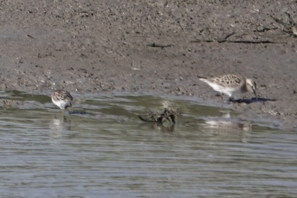 Baird's Sandpiper - ML617267142
