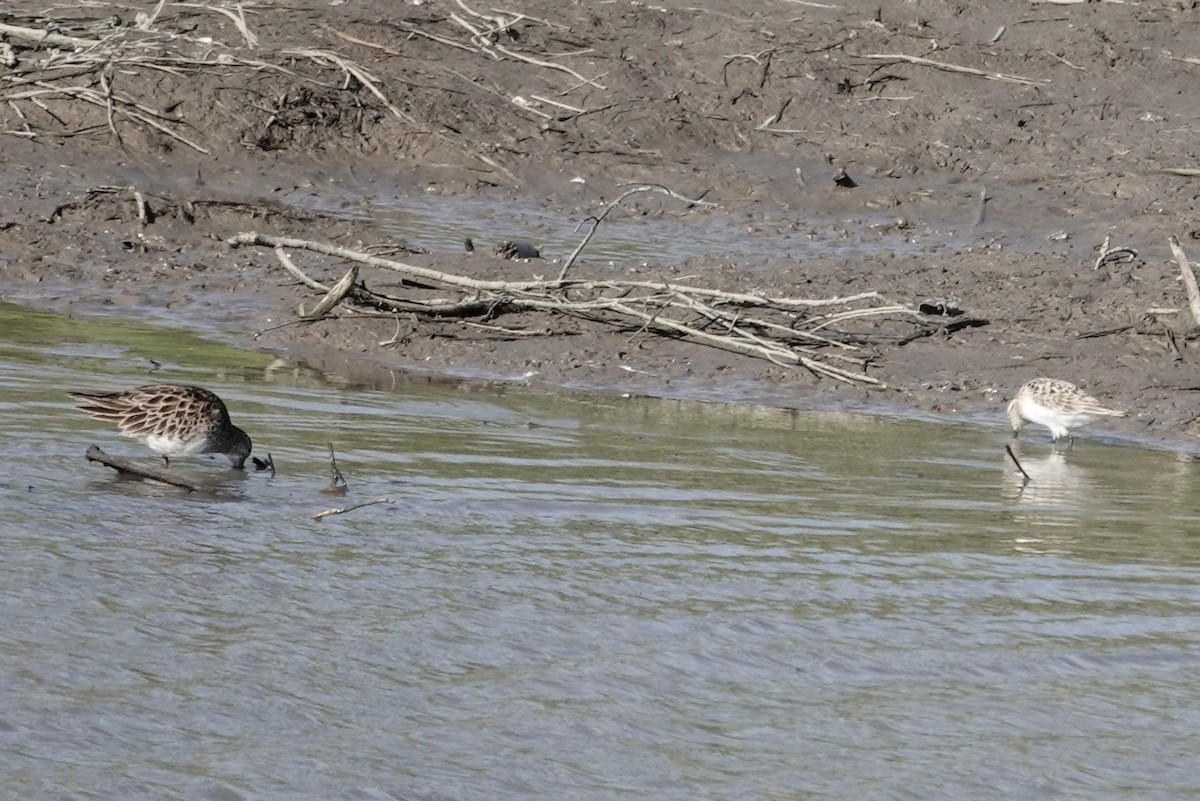 Baird's Sandpiper - ML617267143