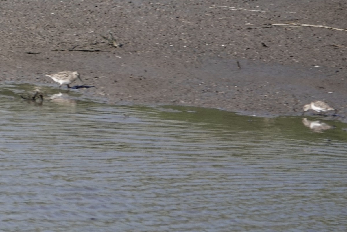 Baird's Sandpiper - ML617267144