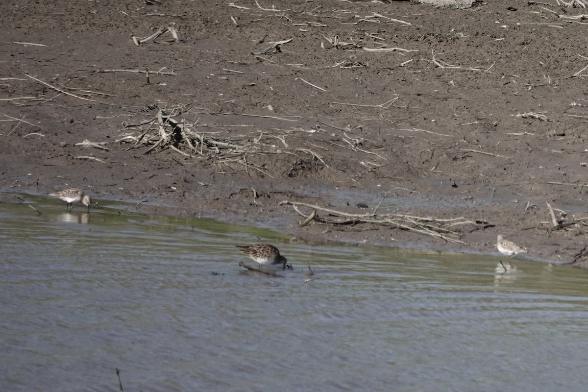 Baird's Sandpiper - ML617267145