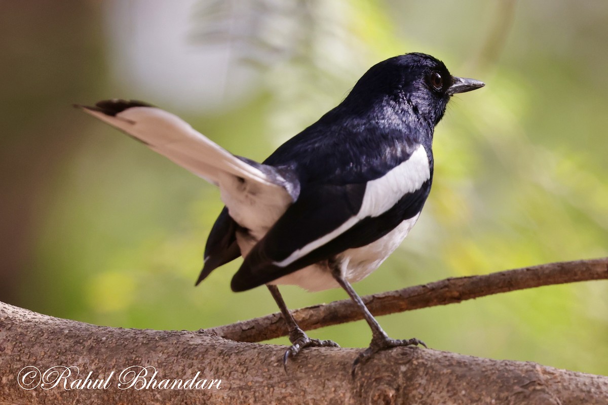 Oriental Magpie-Robin (Oriental) - Rahul Bhandari