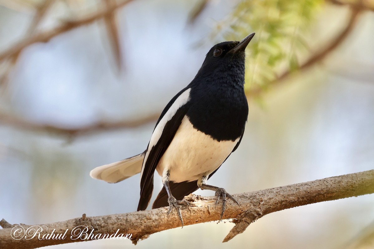 Oriental Magpie-Robin (Oriental) - Rahul Bhandari