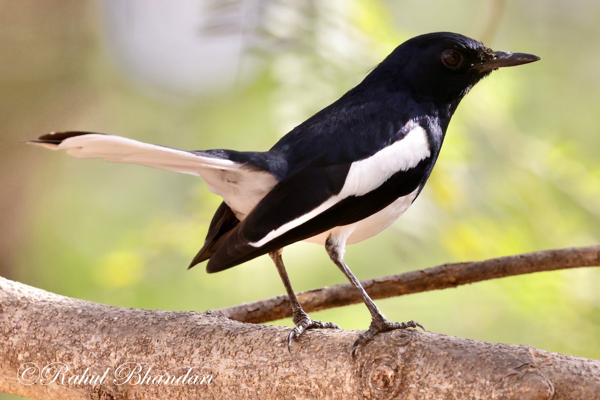 Oriental Magpie-Robin (Oriental) - Rahul Bhandari