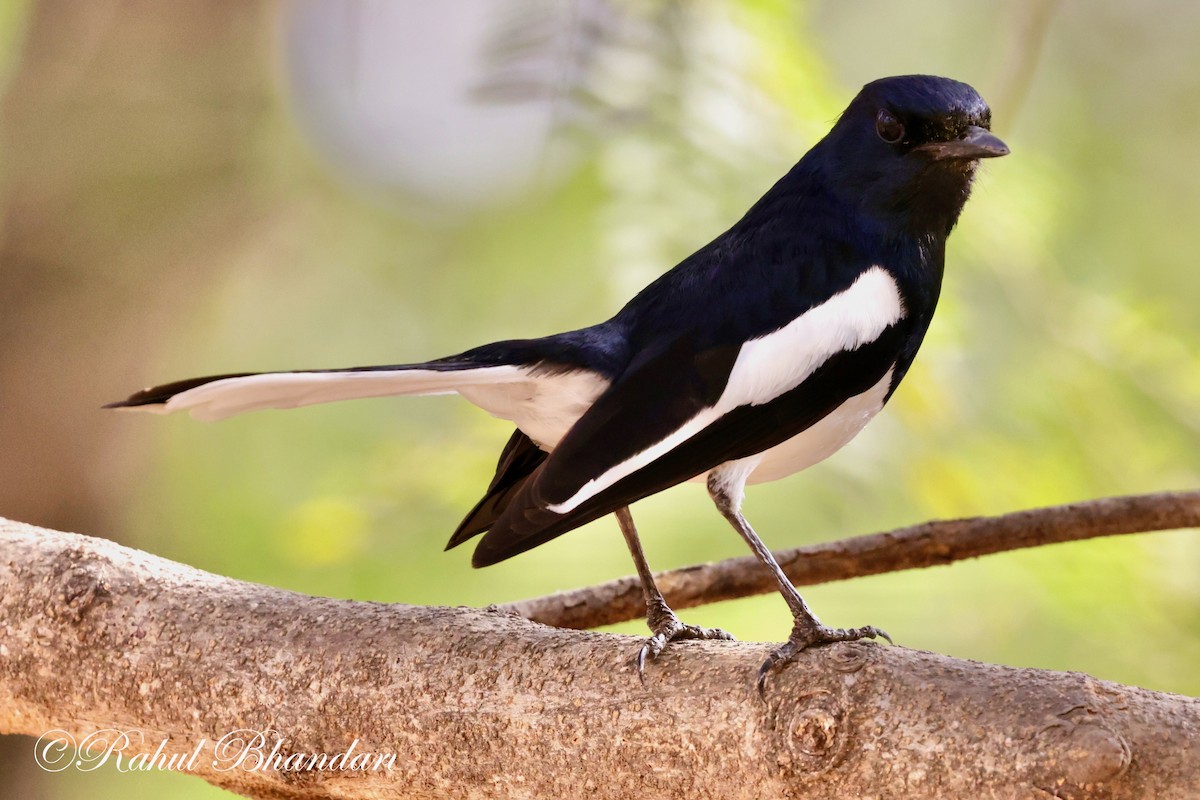 Oriental Magpie-Robin (Oriental) - Rahul Bhandari